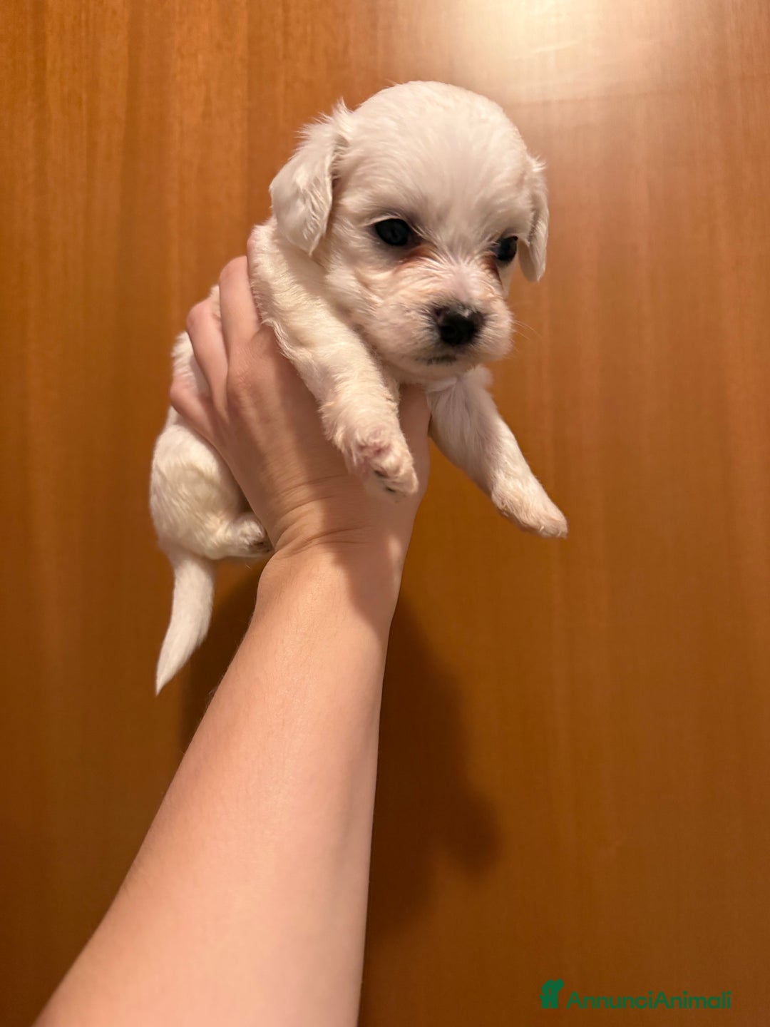 Maltese cani in vendita: Cuccioli di Maltese - Annuncio 4