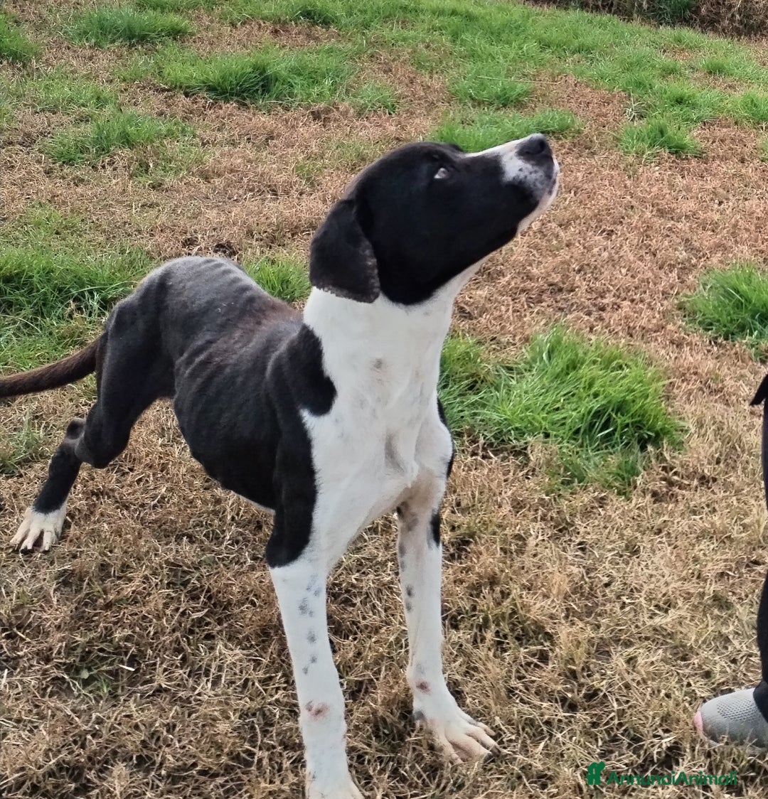 Meticcio cani in regalo: Boris il cane che ti fa l'occhietto in adozione a Provincia di Latina - Annuncio 4