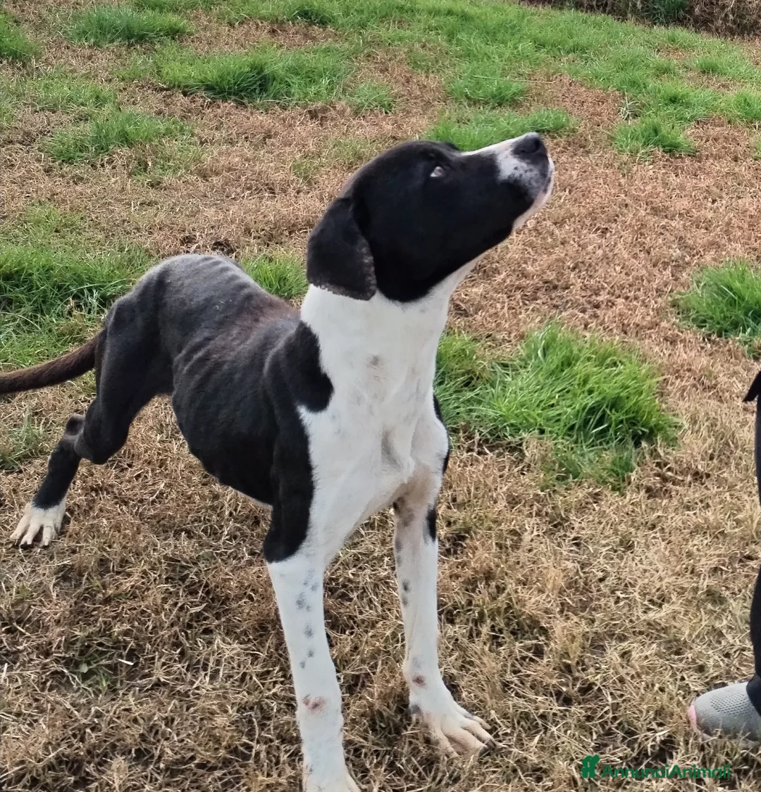 Meticcio cani in regalo: Boris il cane che ti fa l'occhietto in adozione a Provincia di Latina - Annuncio 4