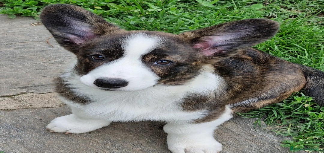 Immagine della galleria {{count}}