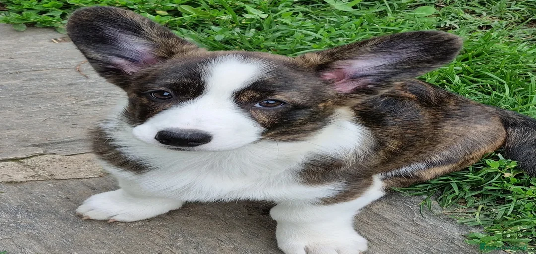 Immagine della galleria {{count}}