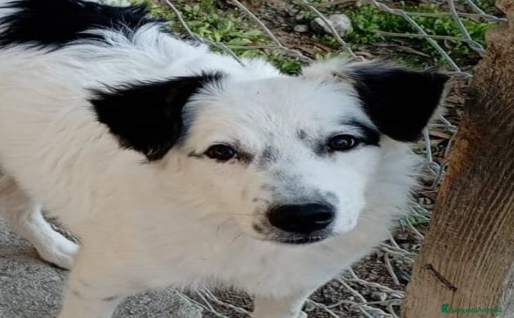 Affenpinscher cani Giò giocherellone socievole affettuoso - Annuncio 1