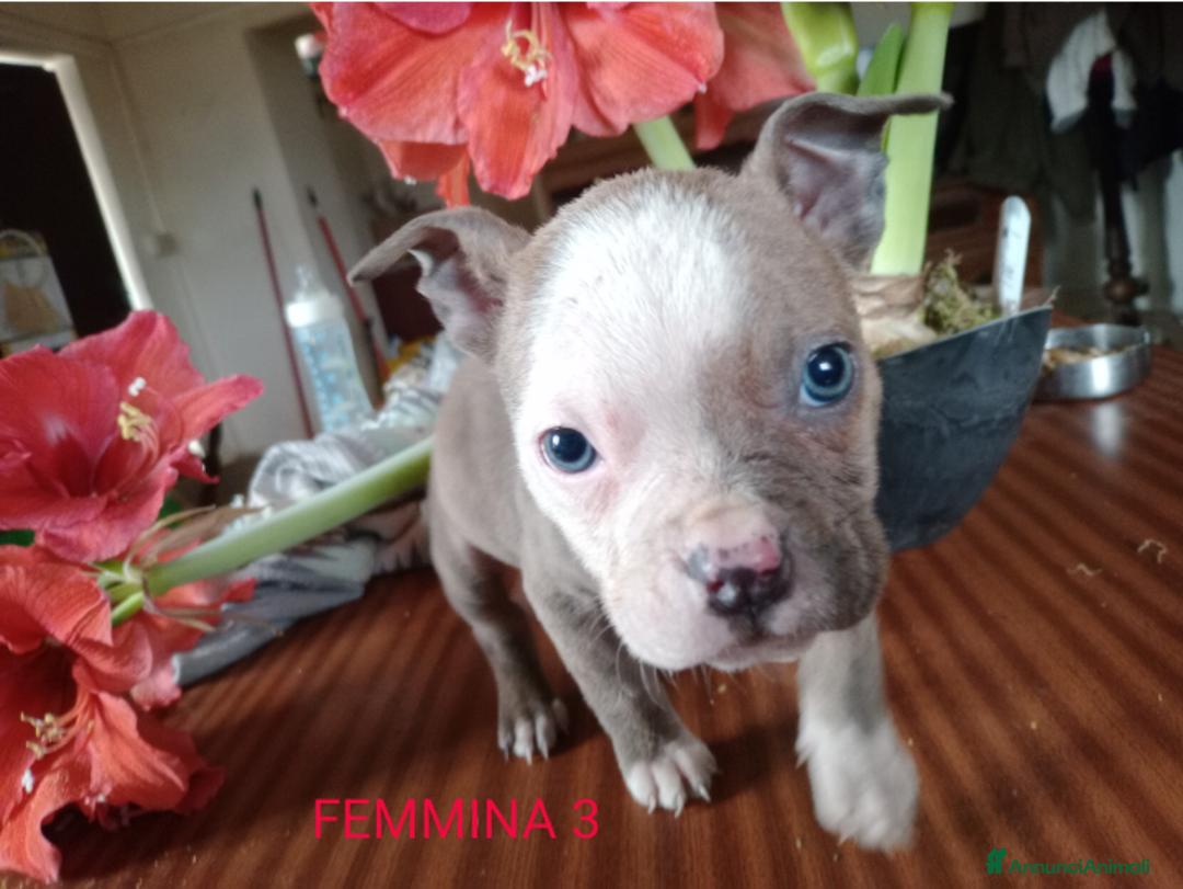 American Bully cani in vendita: American Bully, genitori addestrati da pet terapy  - Annuncio 15