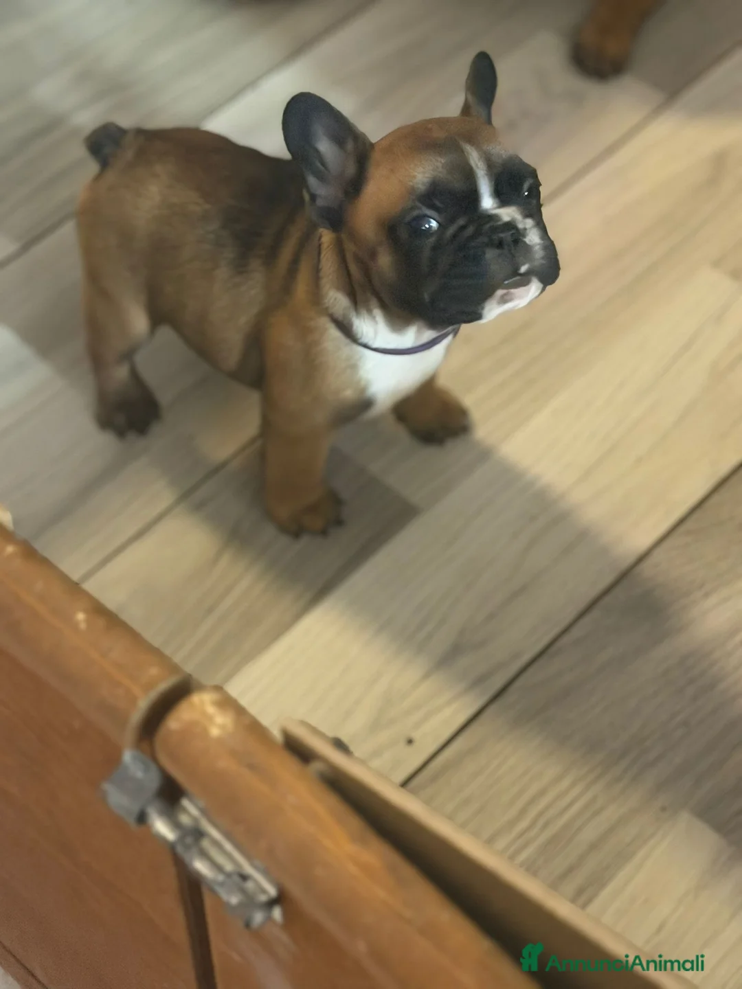 Bulldog Francese cani in vendita: Bulldog francese  - Annuncio 3