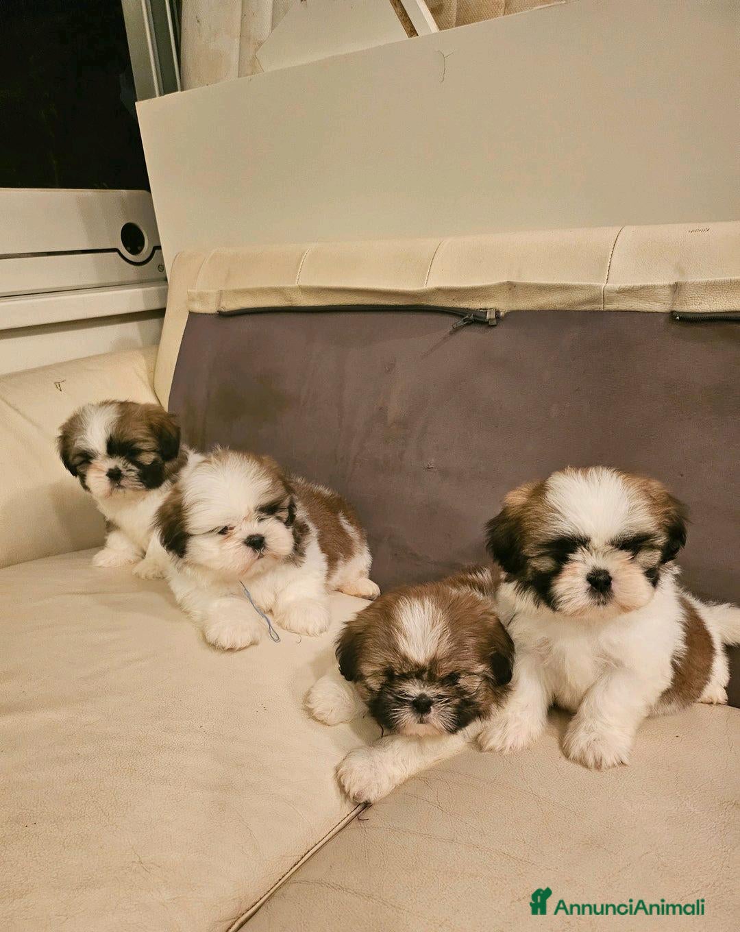 Shih Tzu cani in vendita: Cuccioli di Shih Tzu in vendita a Città metropolitana di Milano - Immagine 5