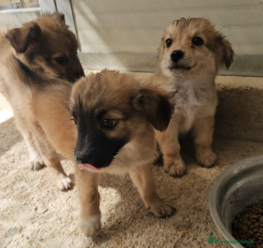 Meticcio cani in regalo: Mughetto, Ciclamino e Tiglio: maschietti 3 mesi - Annuncio 2