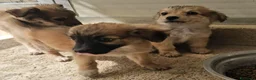 Meticcio cani in regalo: Mughetto, Ciclamino e Tiglio: maschietti 3 mesi - Annuncio 1