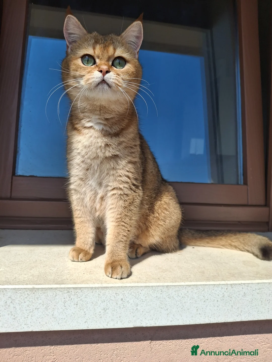 Scottish gatti in vendita: Gattini Scottish - Annuncio 1