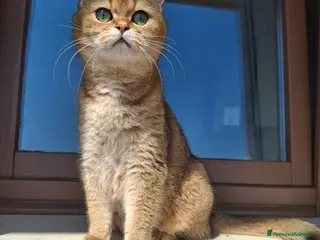 Scottish gatti Gattini Scottish - Annuncio 1