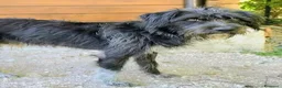 Meticcio cani in regalo: 1 anno, maschietto, 16/17 chili  - Annuncio 8