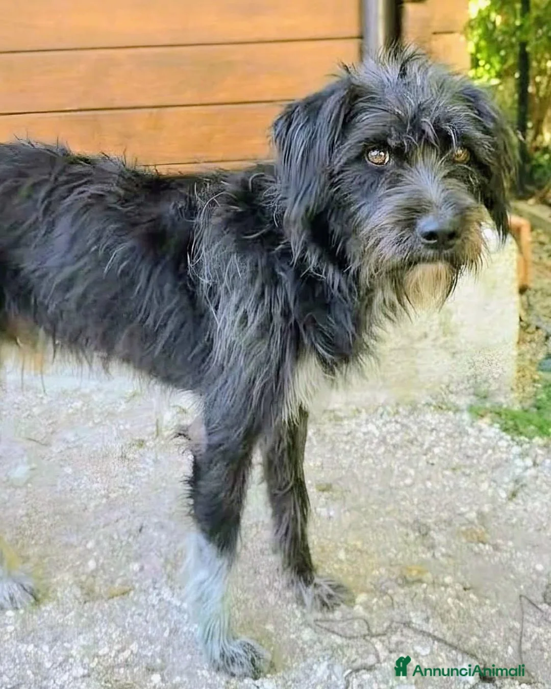 Meticcio cani in regalo: 1 anno, maschietto, 16/17 chili  - Annuncio 8