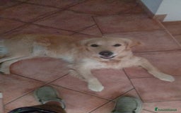 Golden Retriever cani in vendita: Cucciolo Golden Retriever Pedrigree a Provincia di Bergamo - Immagine 4