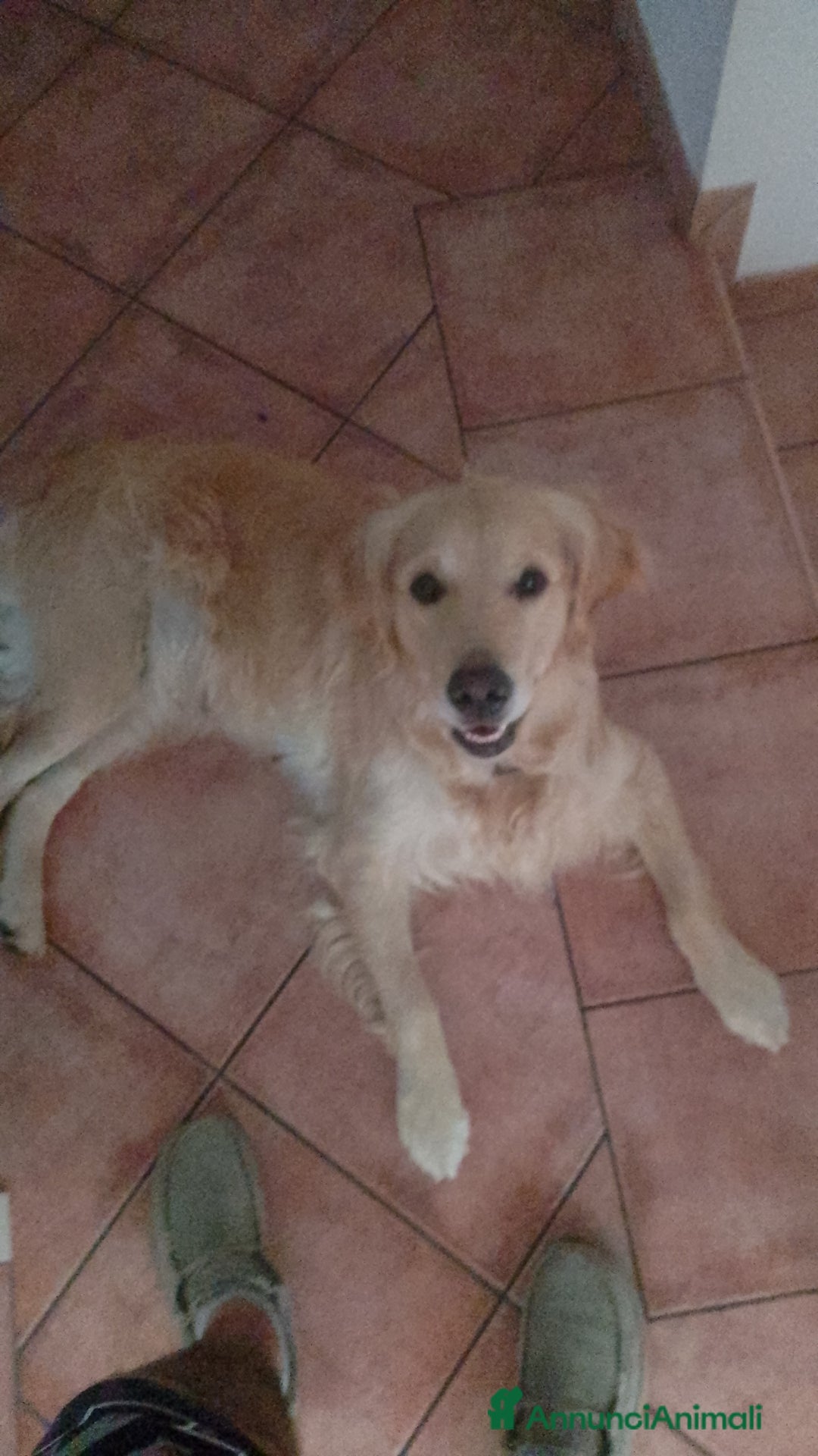 Golden Retriever cani in vendita: Cucciolo Golden Retriever Pedrigree a Provincia di Bergamo - Immagine 4