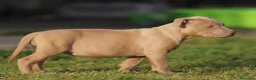 Pitbull cani in vendita: Cuccioli Pit Bull con Pedigree anche a rate  - Annuncio 21