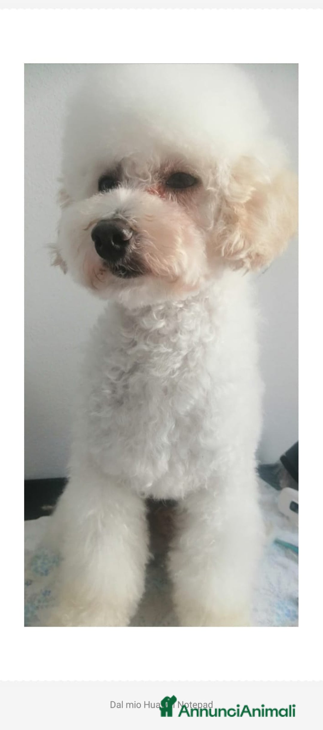 Barboncino Toy cani in vendita: Barboncino Toy Bianco  - Annuncio 6