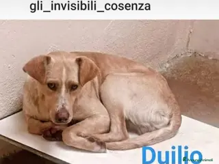 Meticcio cani 3anni tg media 1mese x trovargli casa! COSENZA SOS a Città metropolitana di Milano - Annuncio 37