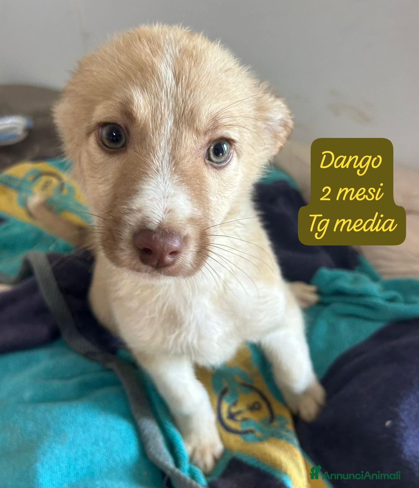 Meticcio cani Adotta un invisibile cucciolo - Annuncio 12