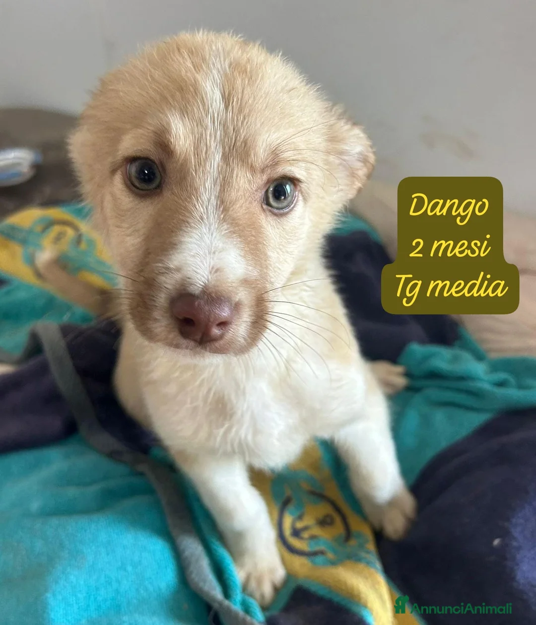 Meticcio cani in regalo: Adotta un invisibile cucciolo - Annuncio 1