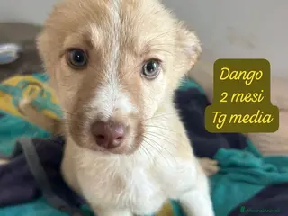 Meticcio cani Adotta un invisibile cucciolo - Annuncio 12