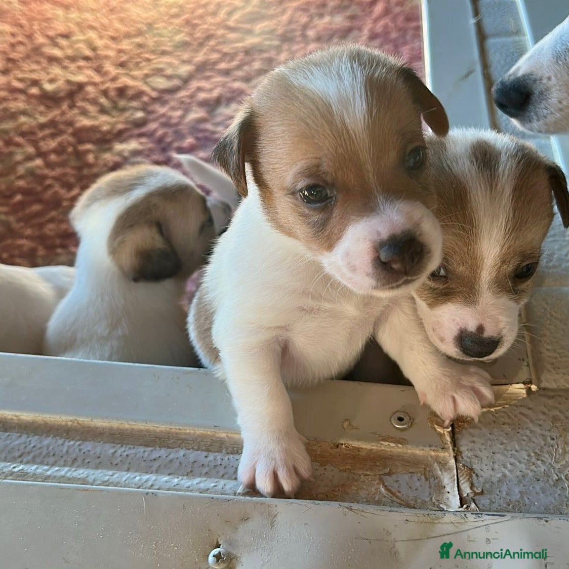 Jack Russell cani Cuccioli Jack Russell Terrier, pelo liscio - Annuncio 2