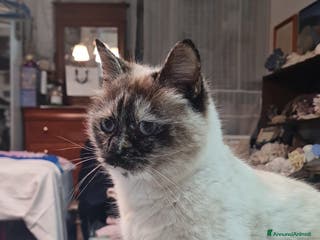 Europeo gatti Nathaly dolce simil siamese - Annuncio 39