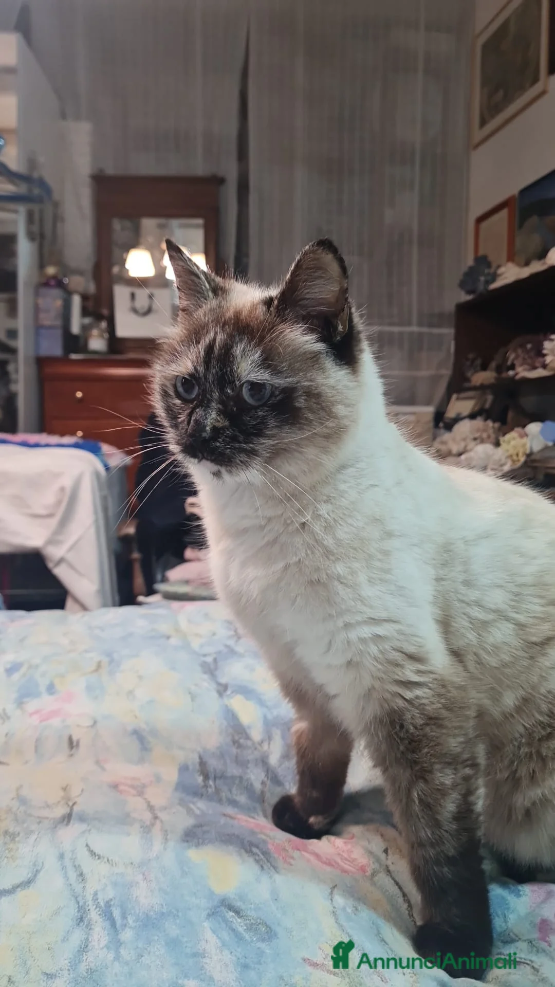 Europeo gatti in regalo: Nathaly dolce simil siamese  - Annuncio 1