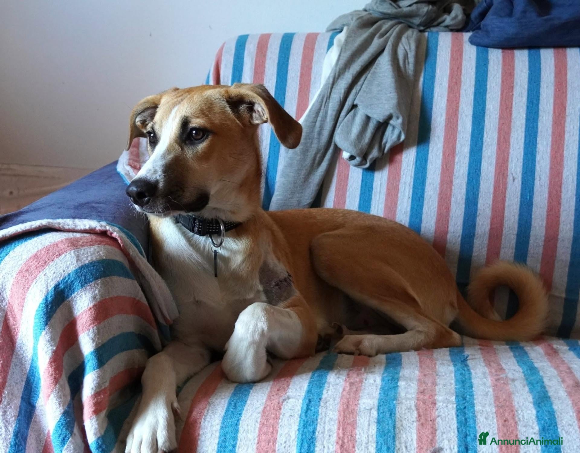 Meticcio cani Stella, gli occhi della felicità - Annuncio 10