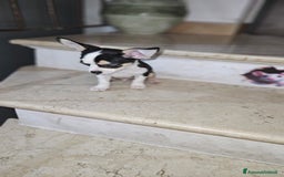Chihuahua cani in vendita: Chihuahua mini toy  a Città metropolitana di Milano - Immagine 2