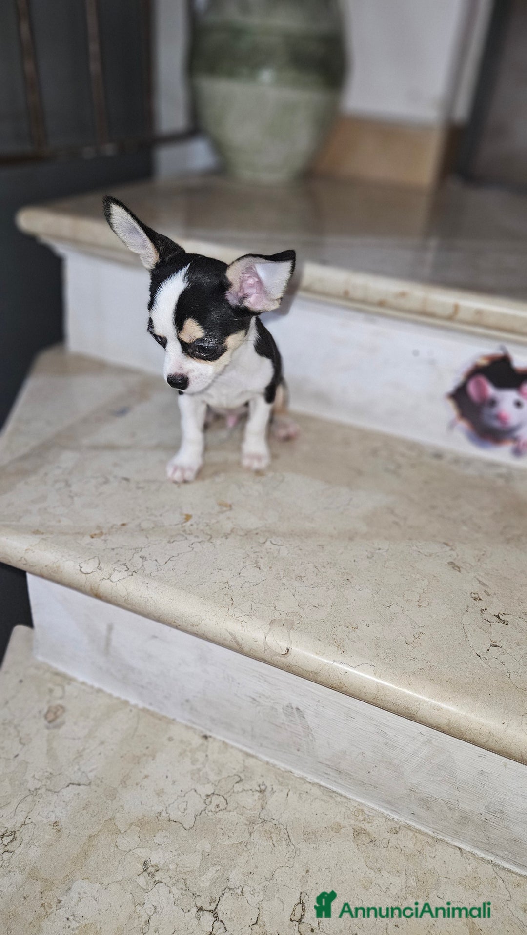 Chihuahua cani in vendita: Chihuahua mini toy  a Città metropolitana di Milano - Immagine 2