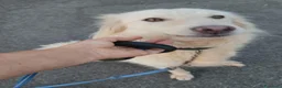 Meticcio cani in regalo: Vera 3anni bellissima vive coi gatti in garage SUD - Annuncio 7