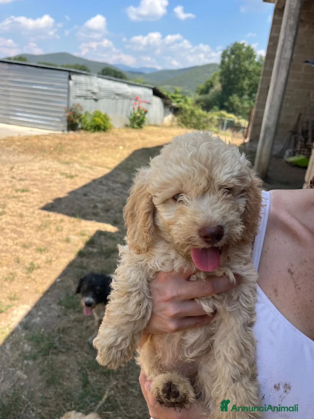 Lagotto cani in vendita: Cucciolo Lagotto  a Provincia di Caserta - Annuncio 2