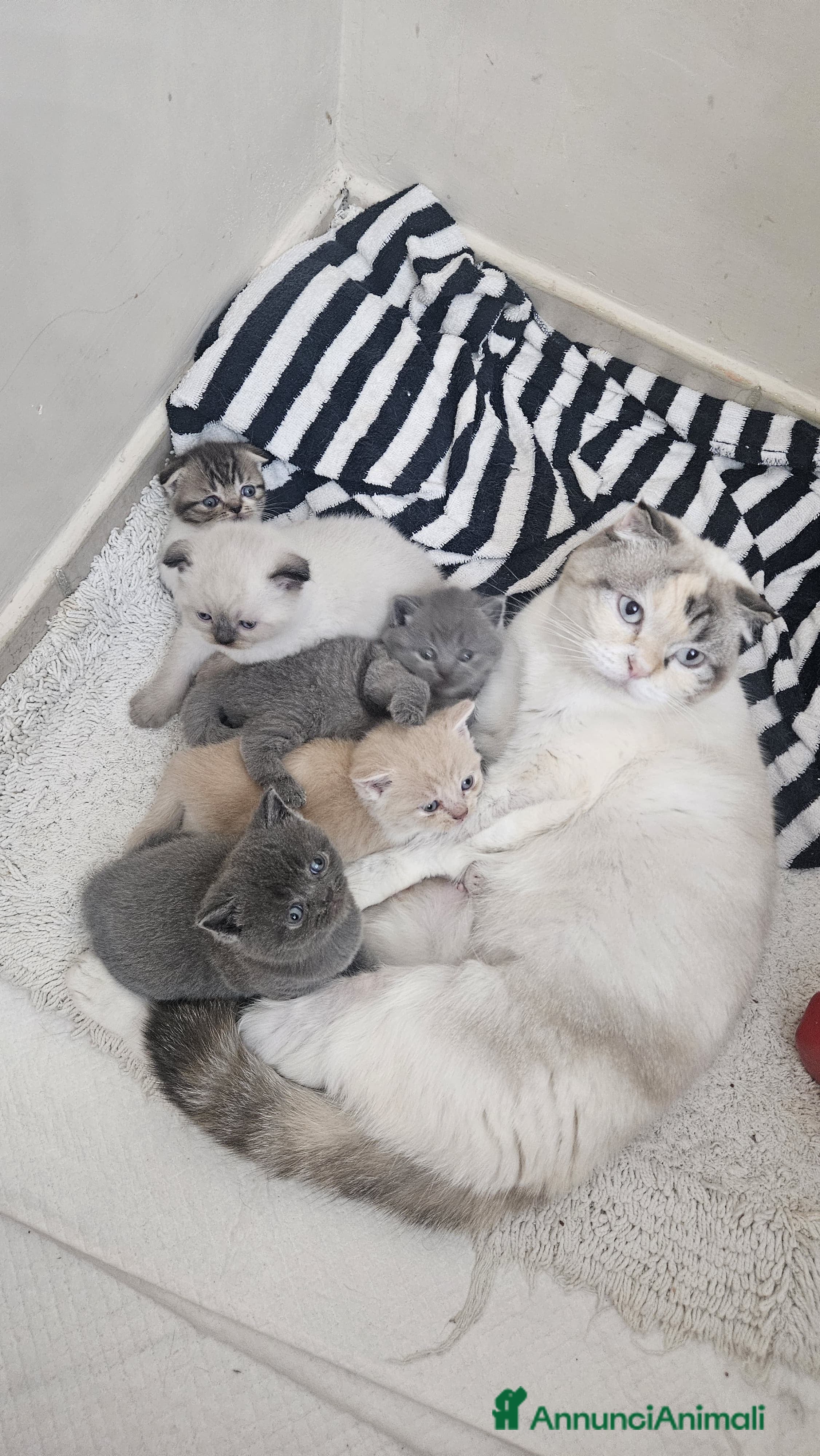 Scottish gatti in vendita: Schottich Fold e Scottich Straight  - Annuncio 3