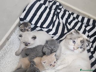 Scottish gatti in vendita: Schottich Fold e Scottich Straight - Annuncio 3