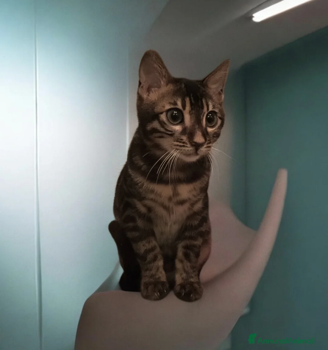 Bengala gatti in vendita: Gattini del Bengala  - Annuncio 2