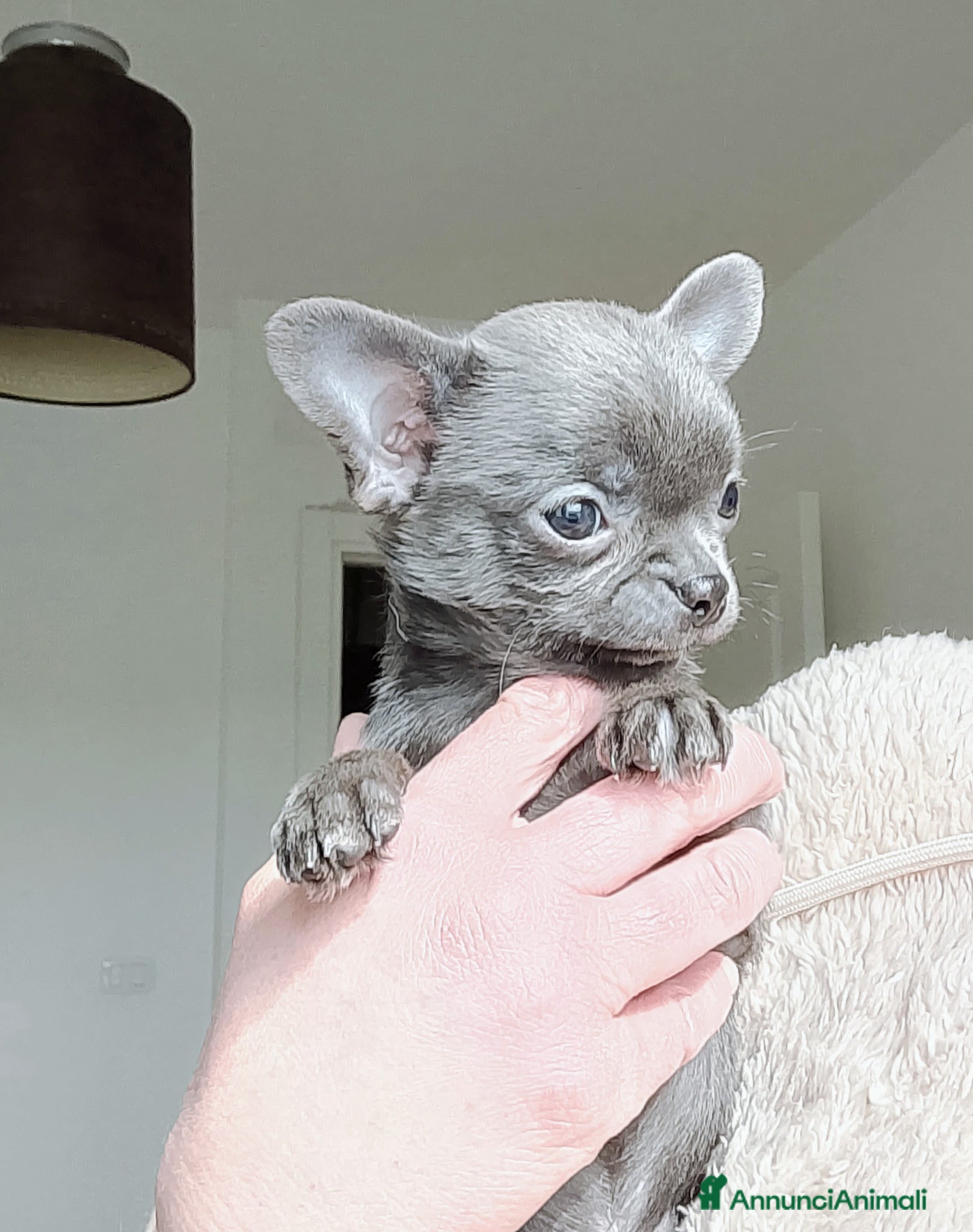 Chihuahua cani Chihuahua pedigree ENCI  - Annuncio 1