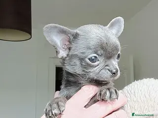 Chihuahua cani Chihuahua pedigree ENCI - Annuncio 1