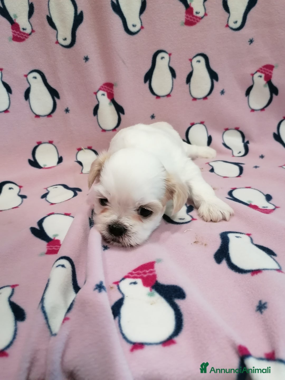 Shih Tzu cani in vendita: Shih Tzu cuccioli bianchi - Annuncio 11