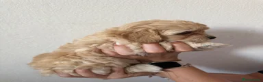 Maltipoo 2