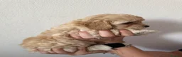 Maltipoo cani in vendita: Cucciole di maltipoo a Provincia di Bergamo - Annuncio 5