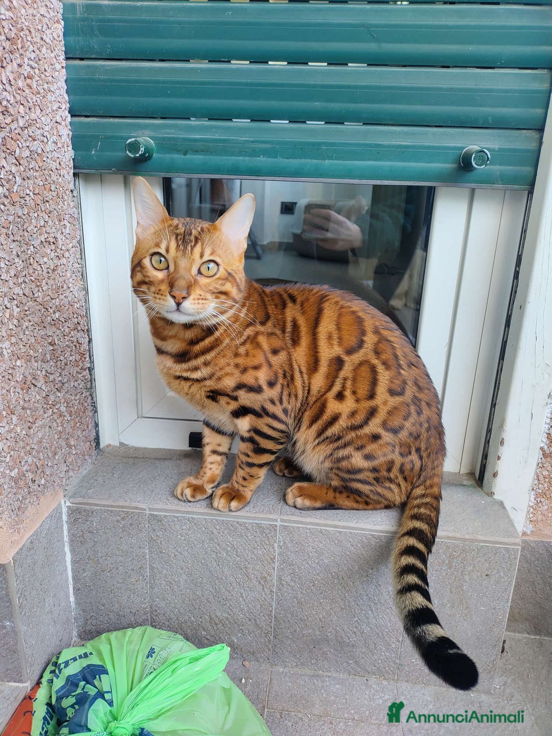 Bengala gatti per accoppiamento: Disponibile per accoppiamento - Annuncio 4