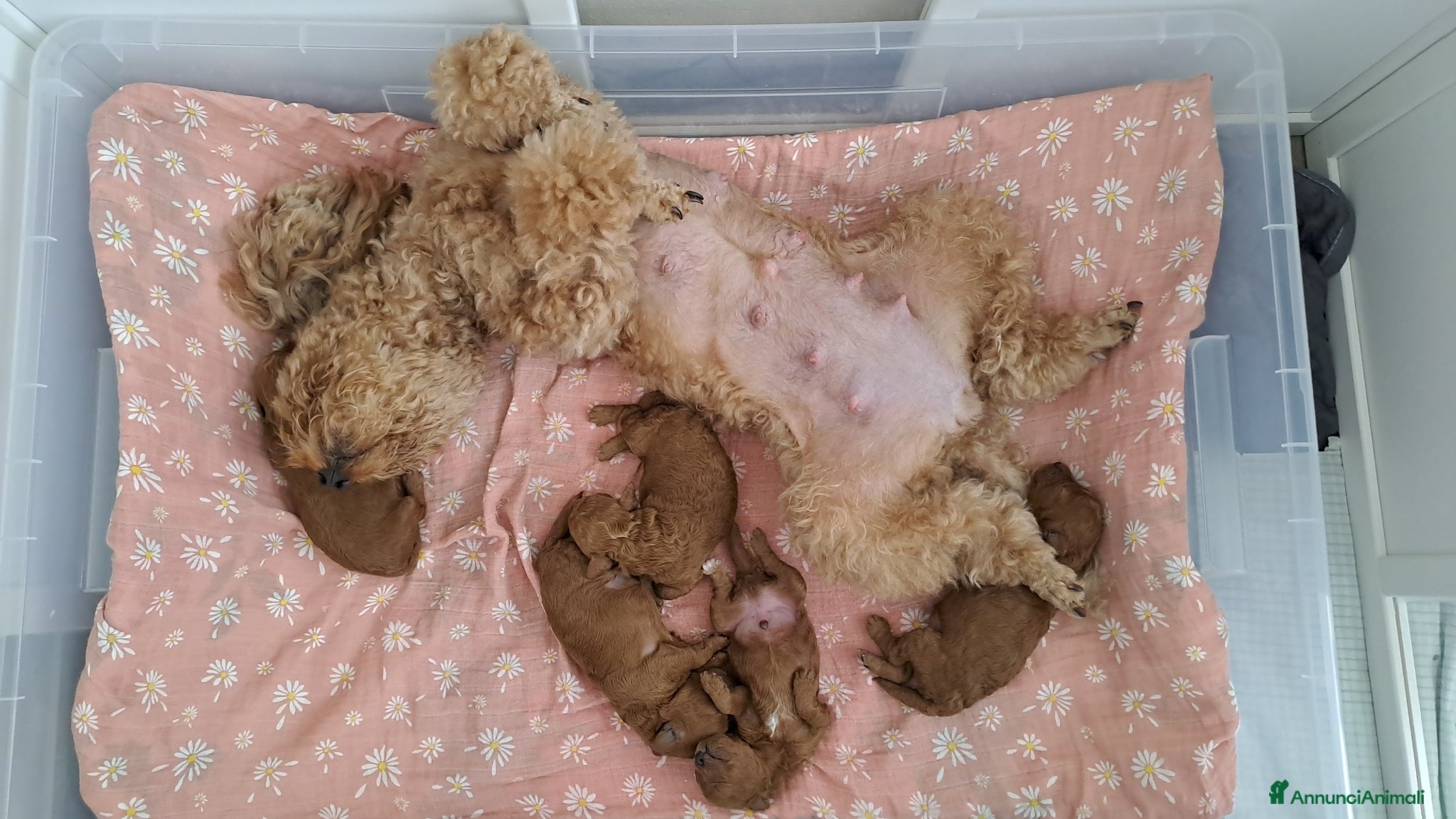 Barboncino cani in vendita: Barboncini  a Provincia di Pisa - Annuncio 4