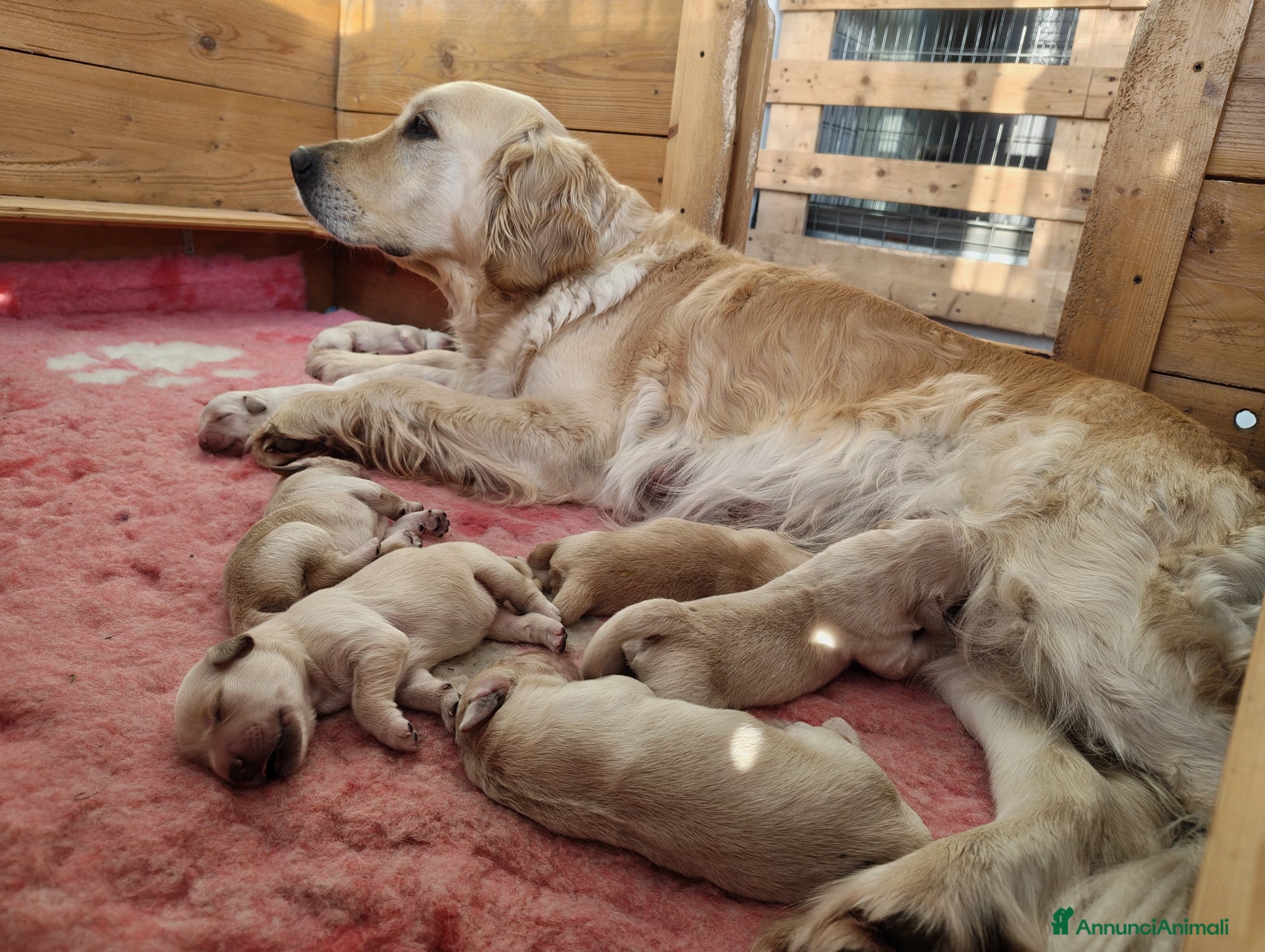 Golden Retriever cani Stupendi cuccioli Golden Retriever  - Annuncio 3