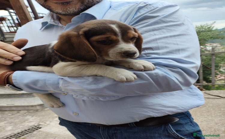 Beagle cani a Provincia di Cosenza - Annuncio 11