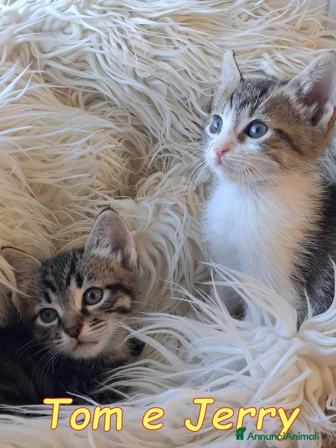 Europeo gatti in regalo: Tom e Jerry dolcissimi gattini - Annuncio 1