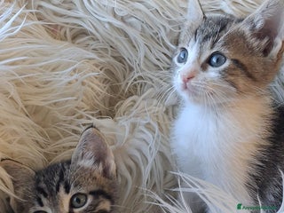 Europeo gatti Tom e Jerry dolcissimi gattini - Annuncio 14