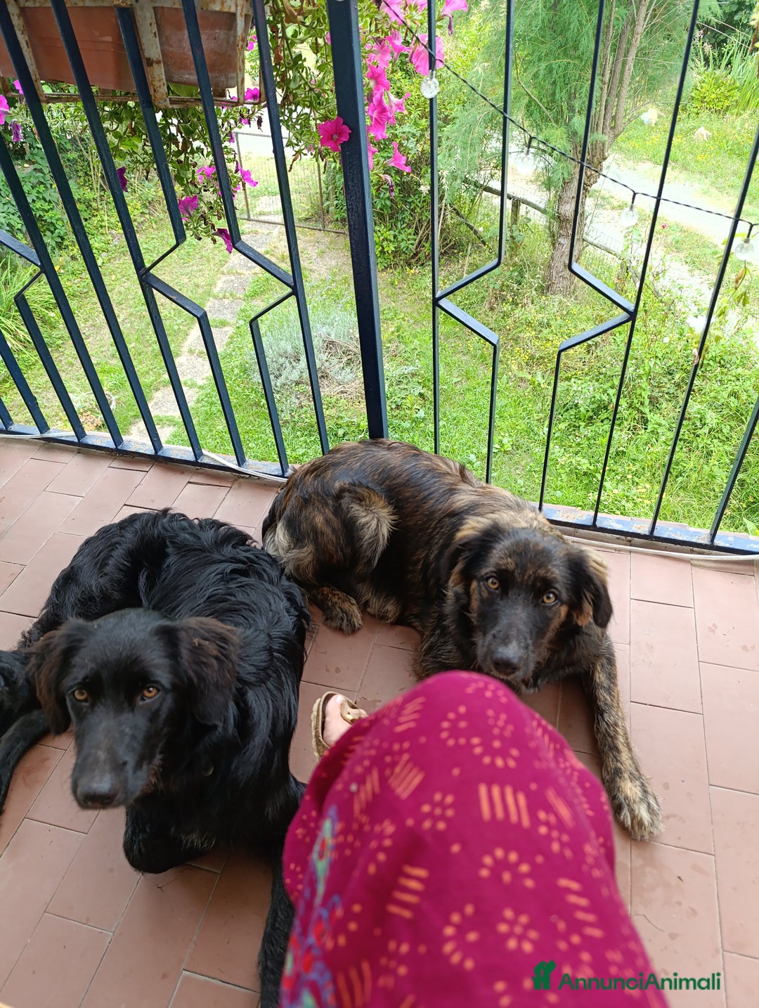 Border Collie cani in regalo: nuova casa felice per Alundra - Annuncio 8