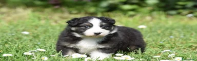 Australian Shepherd Cucciolo 6