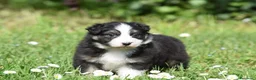 Australian Shepherd cani in vendita: AUSTRALIAN SHEPHERD a Provincia di Padova - Annuncio 9