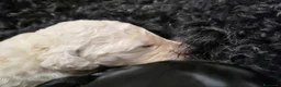 Barbone cani in vendita: Barbone grande mole  - Annuncio 4