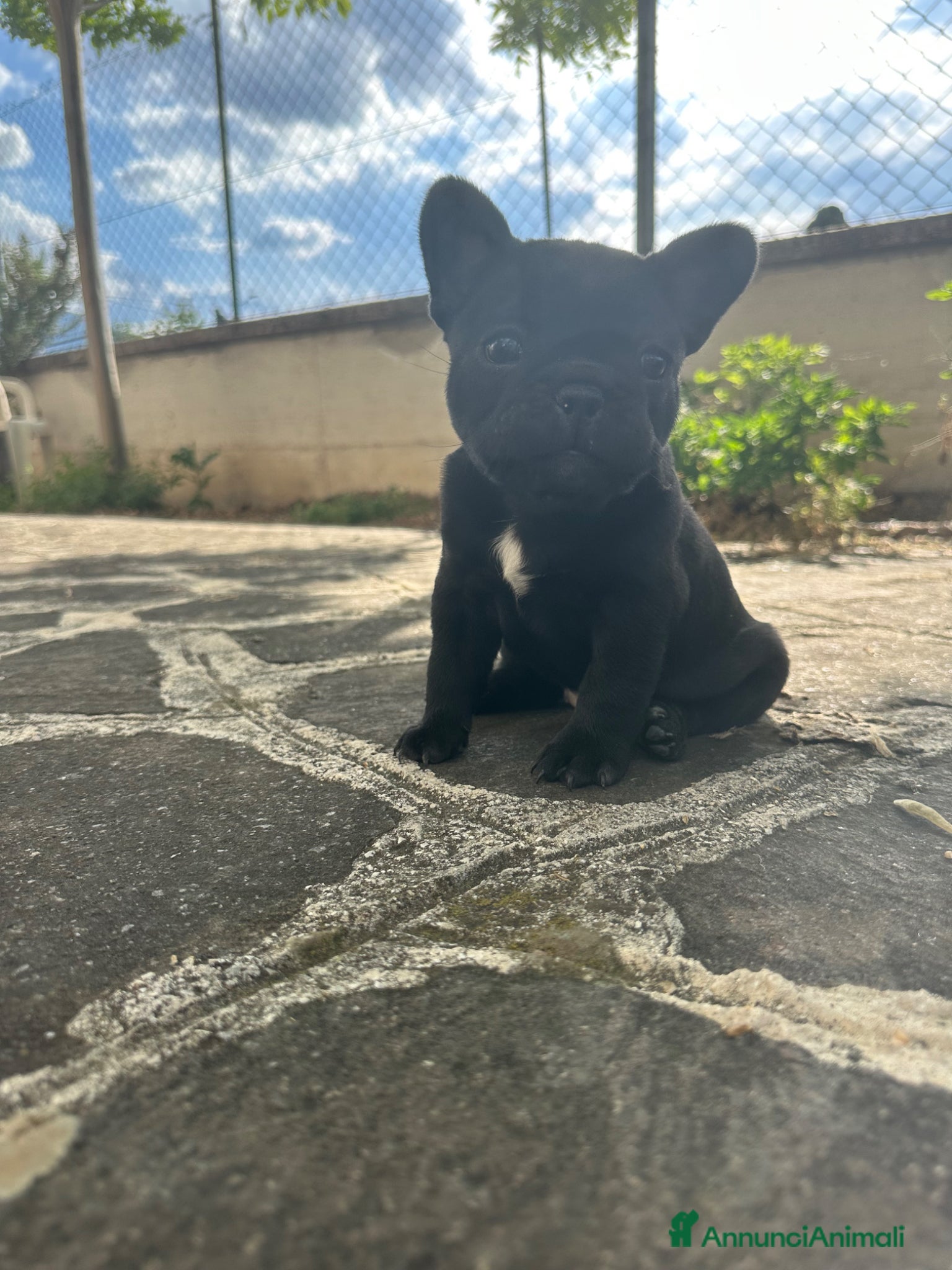 Bulldog Francese cani in vendita: bulldog francese blue occhi celesti, merlè, 2 nere - Annuncio 3